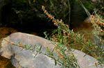 Image result for Indigofera paniculata