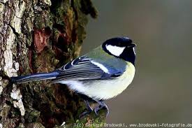 Image result for Kohlmeise vogelhouse