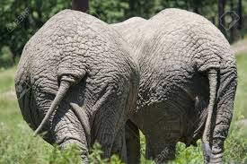 Since both of these animals have farcically tiny tails, the comparison of behemoth's tail with a cedar must be explained in some way. Back To Back African Elephants Tails Stock Photo Picture And Royalty Free Image Image 15560201