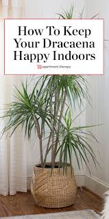 Dracaena The Tall Chic Air Cleaning Tropical Plant That S Actually Easy To Grow In 2020 Tropical House Plants Indoor Tropical Plants Plants
