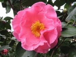 Laska Beauty Camellia Flowers All About Plants
