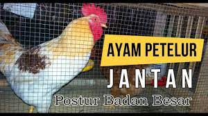 Maybe you would like to learn more about one of these? Ayam Petelur Jantan Youtube