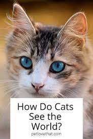 Have You Ever Stopped To Wonder What This World Looks Like Through The Eyes Of Your Cat Many Times We Have To Speak Through A Bird S Eye Vie Cats Feline Pets
