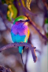 It S A Beautiful World Beautiful Birds Pet Birds Animals Beautiful