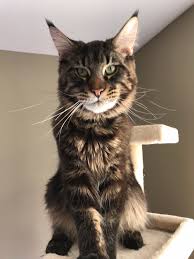 Zeus is an affectionate, loving kitty. Carolina Maine Coons Maine Coon Cats And Kittens