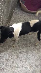 Zur zeit betreuen wir ca. Neuzugange Hundevermittlung Fellfreunde De E V