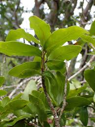 Image result for Ochna arborea