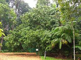 Image result for Baikiaea