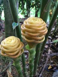 Pin On Gardens