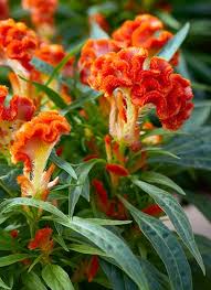 Pin On Flowers