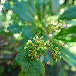 Image result for Toddalia simplicifolia