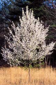 There's a problem loading this menu right now. Callery Pear Bradford Pear Missouri Department Of Conservation