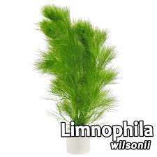 Image result for Limnophila bangweolensis