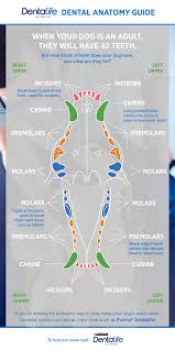 canine dental chart advice purina dentalife