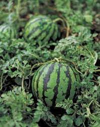 Ada 20 gudang lagu proses menanam tembikai penyediaan tapak terbaru, klik salah satu untuk download lagu mudah dan cepat. Peladang Muda Johor 11 Langkah Menanam Buah Tembikai Tembikai Boleh Ditanam Walaupun Di Halaman Rumah Anda Tidak Perlukan Seekar Tahah Untuk Menanam Tembikai Di Sini Kami Akan Berkongsi Idea Bagaimana Untuk