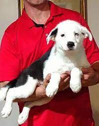 Join millions of people using oodle to find puppies for adoption, dog and puppy listings, and other pets adoption. Mason German Shepherd Dog Puppy Male For Sale In Cleveland Ohio Classified Americanlisted Com