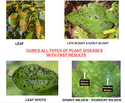 An organic fungicide that can be used on a wide range of plants such as roses, vegetables, fruits, nuts and flowers. All In 1 Organic Fungicide Katyayani Organics