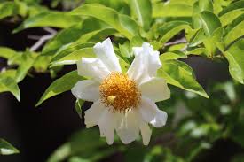 Image result for Oncoba