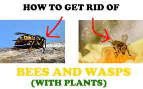 Beyond its mosquito fighting effects, it is gorgeous and smells great too. 14 Plants That Repel Bees And Wasps With Proof Bugwiz