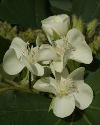 Image result for Dombeya acutangula