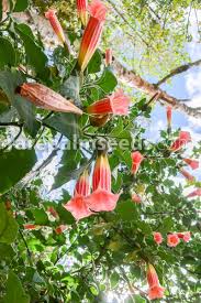 Image result for Brugmansia