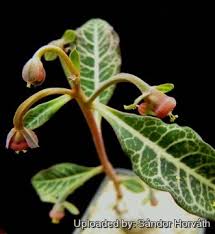 Image result for Monadenium pseudoracemosum