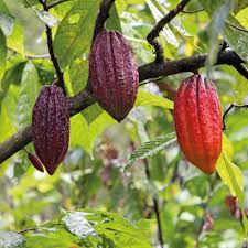 Solange Kakaobohnen An Baumen Wachsen Ist Schokolade Obst Stimmt S Oder Stimmt S Nicht As Long As Cocoa Bea Rausch Schokolade Kakaobohne Schokolade