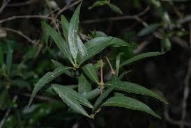 Image result for Tricalysia pallens