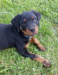 Rottweiler puppies just 3 days oldnot even opened their eyes very cute and adorable :) My Rottweiler Puppy Is Small Size Guide Houndgames