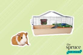 Search for rescue guinea pigs for adoption near middletown, rhode island. The 7 Best Guinea Pig Cages Of 2021