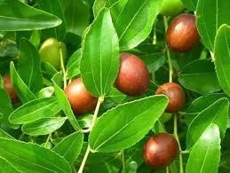 Image result for Ziziphus