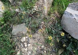 Image result for Erucastrum arabicum