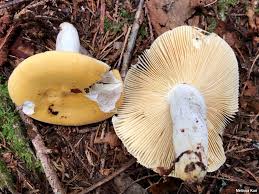 Image result for Russula flavida