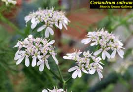 Image result for Coriandrum