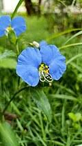 Image result for Commelina triangulispatha