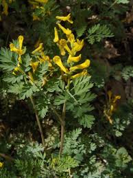Image result for Corydalis mildbraedii