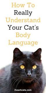 If You Are Happy And You Know It Say Meow Lyrics How To Really Understand Your Cat S Body Language Cat Body Cat Care Cat Facts