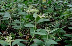 Image result for Cadaba