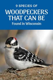 Birds Of Wisconsin Book The 9 Woodpeckers Of Wisconsin Pictures Wild Bird Scoop In 2020 Woodpecker Wisconsin Viewing Wildlife