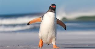How long do rockhopper penguins live. Penguin Facts For Kids Interesting Fun Information About Penguins Parentcircle