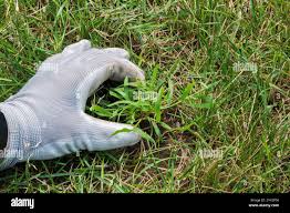 Image result for Digitaria compressa