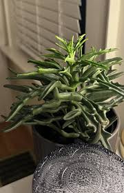 Image result for Kalanchoe glaucescens
