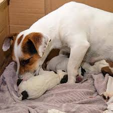 The placenta is the structure that provides oxygen and nutrients how long does a dog bleed for after giving birth? Whelping A Guide To Your Dog Giving Birth Pdsa