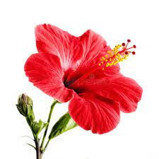 Hibiscus Red Flower On A White Background Isolated Ad Flower Red Hibiscus Isolated Background Red Roses Wallpaper Flowers Beautiful Rose Flowers