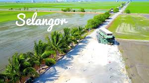 Sekinchan is a small town located in the state of selangor, malaysia. Best 4k Aerial View In Selangor Kuala Selangor Sekinchan Sabak Bernam Youtube