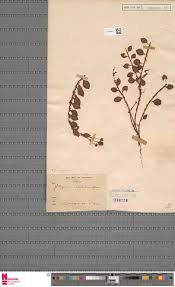 Image result for Endostemon tereticaulis