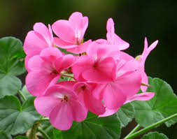 Image result for Pelargonium domesticum round-leaved bushy