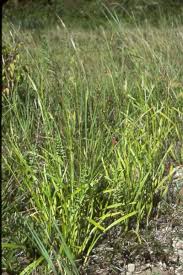 Image result for Scleria induta