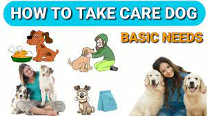 Dogs, especially young ones need a diet with high levels of proteins, fatty matters, vitamins and minerals to promote the development of bones and muscles. How To Take Care Dog In Hindi How To Care Dogs Youtube
