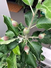 So, if you planted in early spring, expect to see the first signs of growth by summer. A Beginner S Guide To Apple Trees The Art Of Doing Stuff